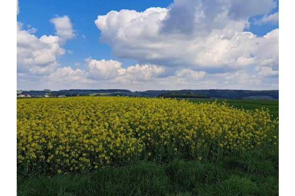 krakowski, Skała, Przybysławice, Piękna działka 18 km od Krakowa. Przybysławice, gmina Skała.