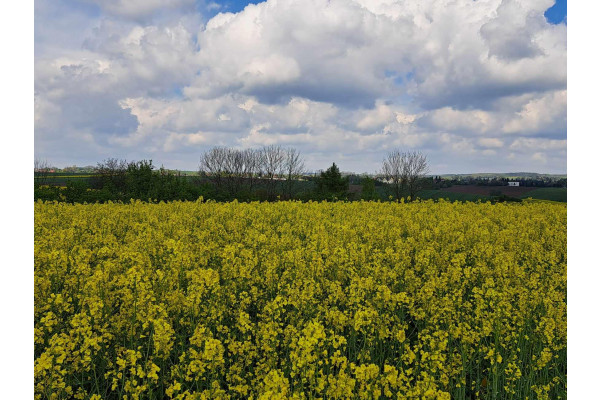 krakowski, Skała, Przybysławice, Piękna działka 18 km od Krakowa. Przybysławice, gmina Skała.