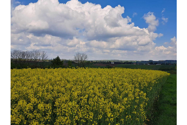 krakowski, Skała, Przybysławice, Piękna działka 18 km od Krakowa. Przybysławice, gmina Skała.